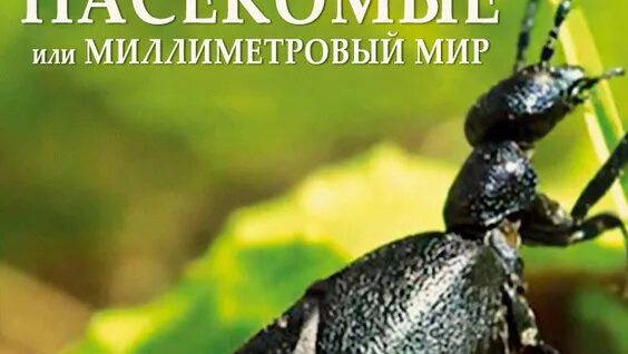 Насекомые или миллиметровый мир 2014. Яд достижение эволюции. Насекомые или миллиметровый мир». Южная корея. Насекомые или миллиметровый мир 2014.
