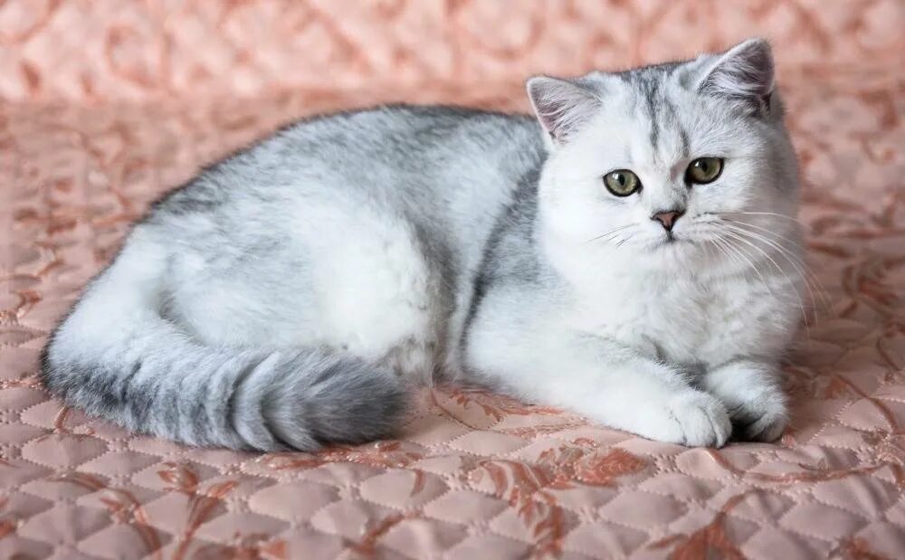 Серебристые породы кошек. Британский кот серебристая шиншилла. Серебристая шиншилла британец. Затушеванная серебристая шиншилла. Британская серебристая шиншилла кошка.