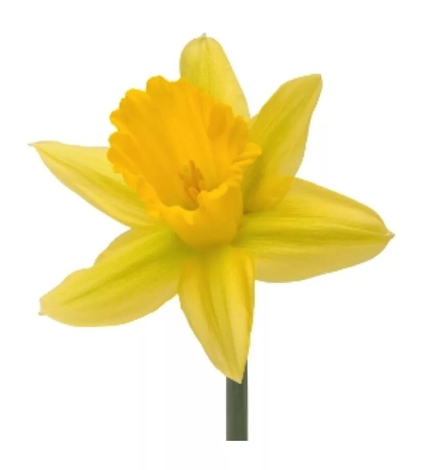 Цветочный символ уэльса. Daffodil символ уэльса. нарцисс уэльс. желтый нарцисс символ уэльса. лук порей и нарцисс символы уэльса.