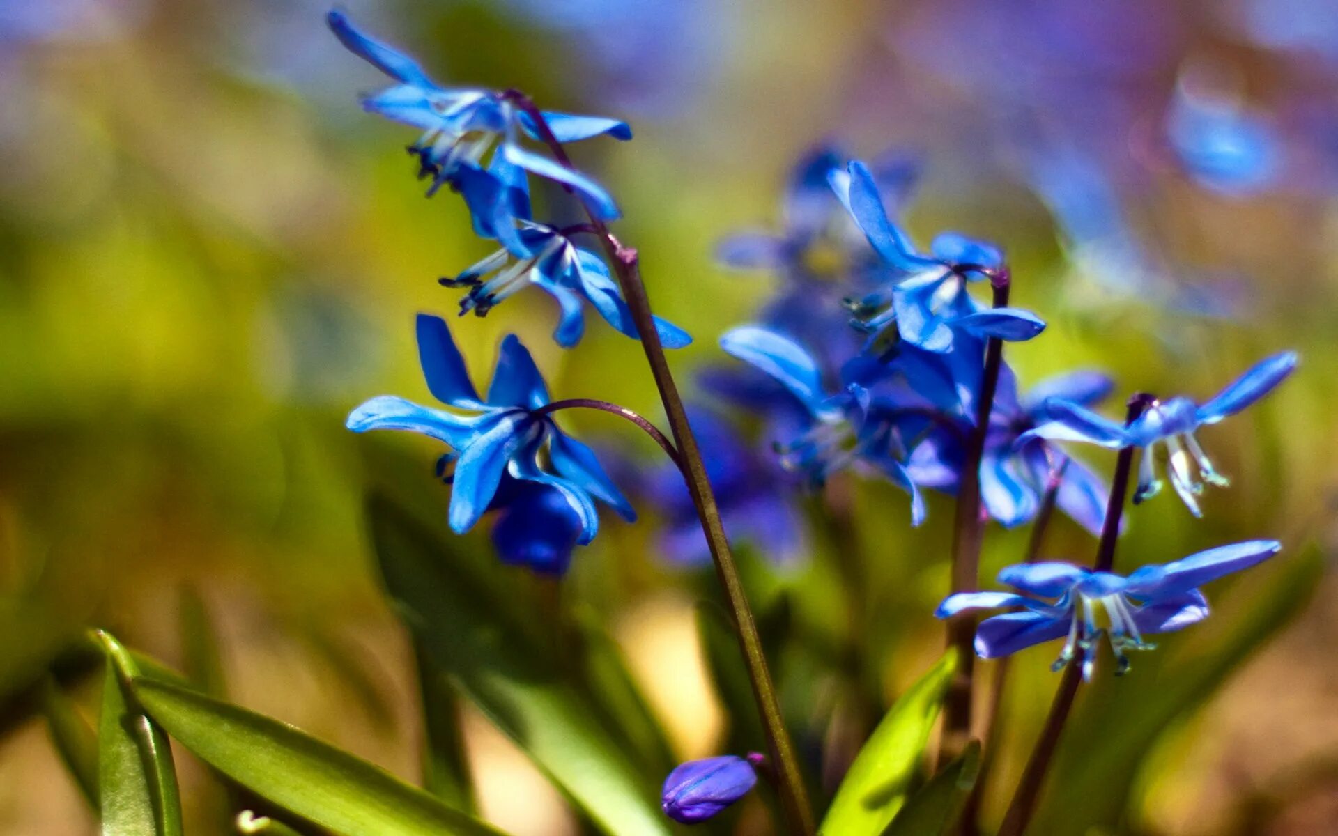Ранние синие цветочки. Пролеска колокольчатая Блу. Пролеска Сибирская Крокус. Голубой Подснежник пролеска. Пролеска цветок голубой.