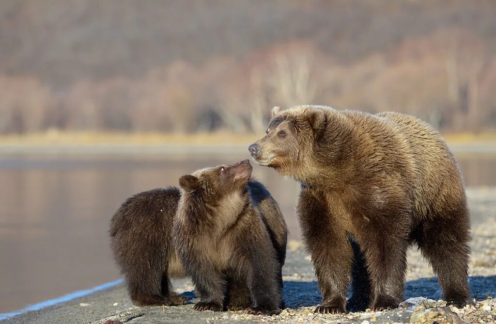 популяция бурых медведей. бурый медведь таганай. ватага медвежат. медведица с медвежатами. медведь гризли с медведицей.