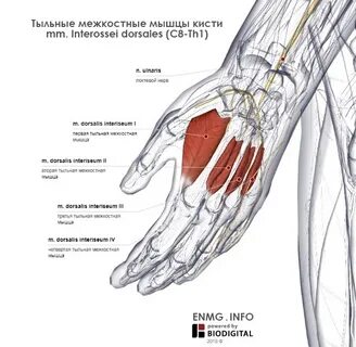 Болит мышца кисти руки