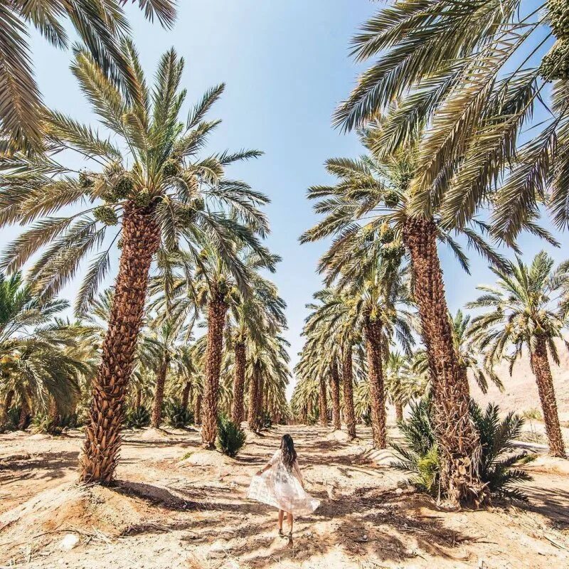 Финиковая пальма где растет природная зона. Финик Марокко Пальма. Финиковые пальмы в Египте. Финиковая Пальма в Абхазии. Финиковые пальмы Байсана.