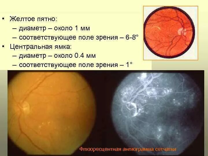 Желтое пятно. Центральная ямка и желтое пятно. Желтое пятно функции.