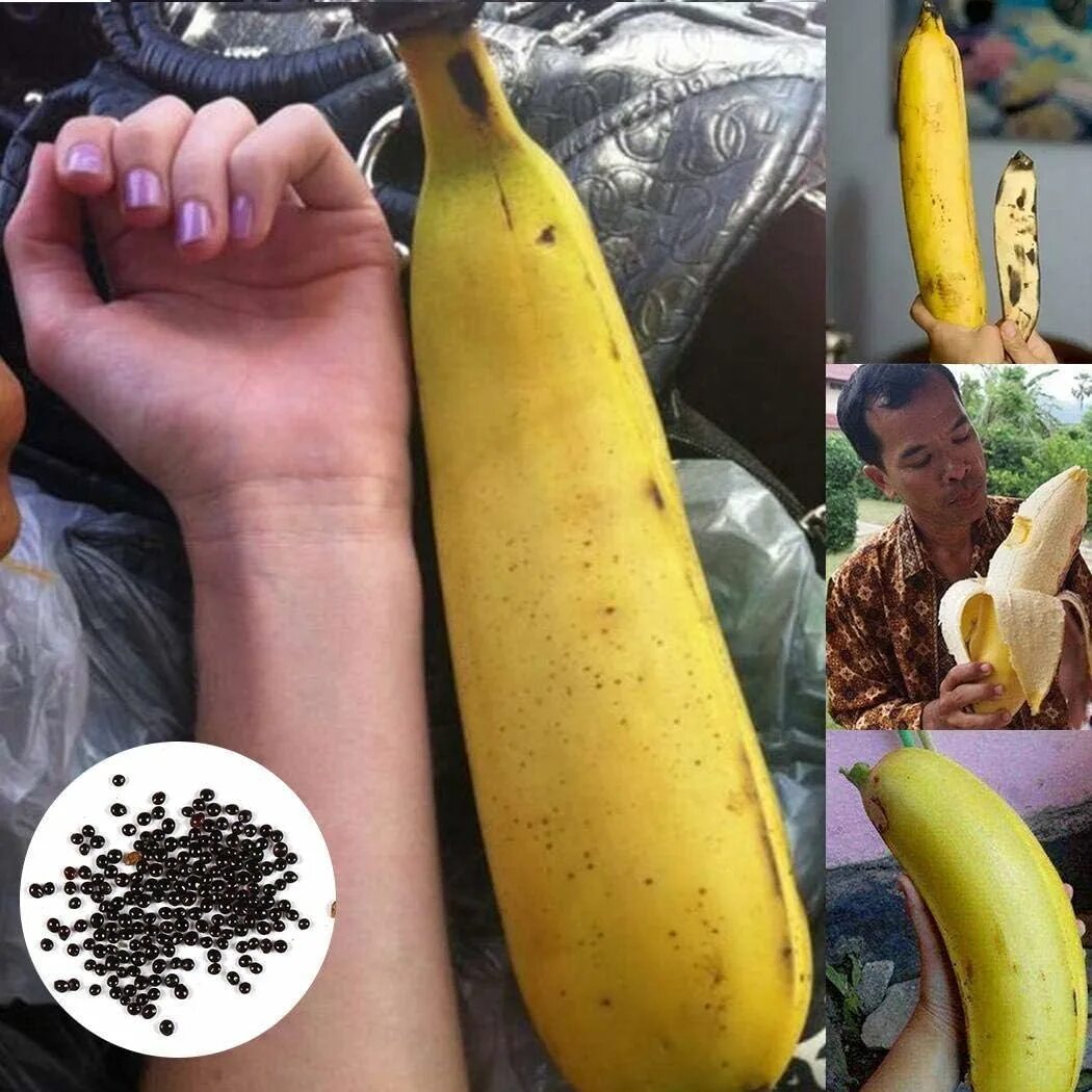 Где купить банан. Настоящий банан. Семена банана. Кормовые бананы. Банан с семечками.