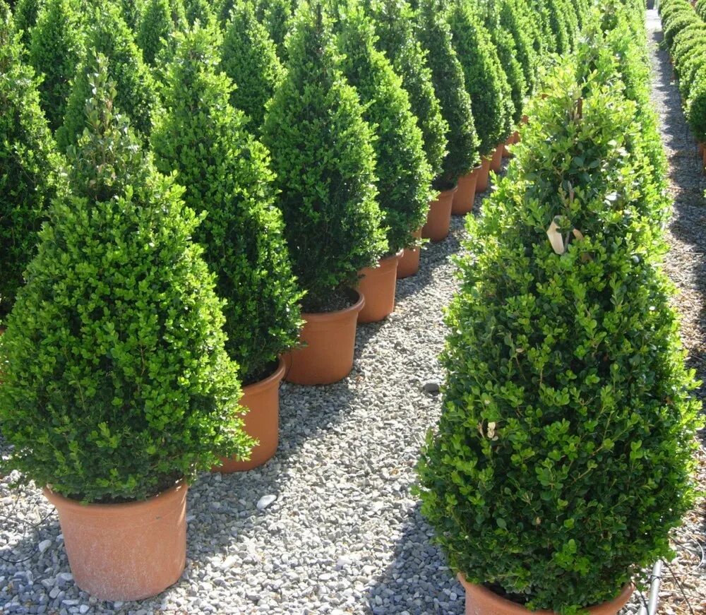 Самшит Buxus. Buxus sempervirens самшит. Самшит Винтер джем. Самшит вечнозеленый колоновидный.