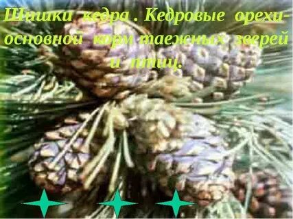 День шишки