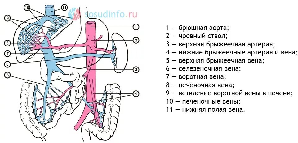 Система вен печени. Система воротной вены схема. Схема строения воротной вены печени. Схема формирование воротной вены анатомия. Воротная Вена анатомия схема.