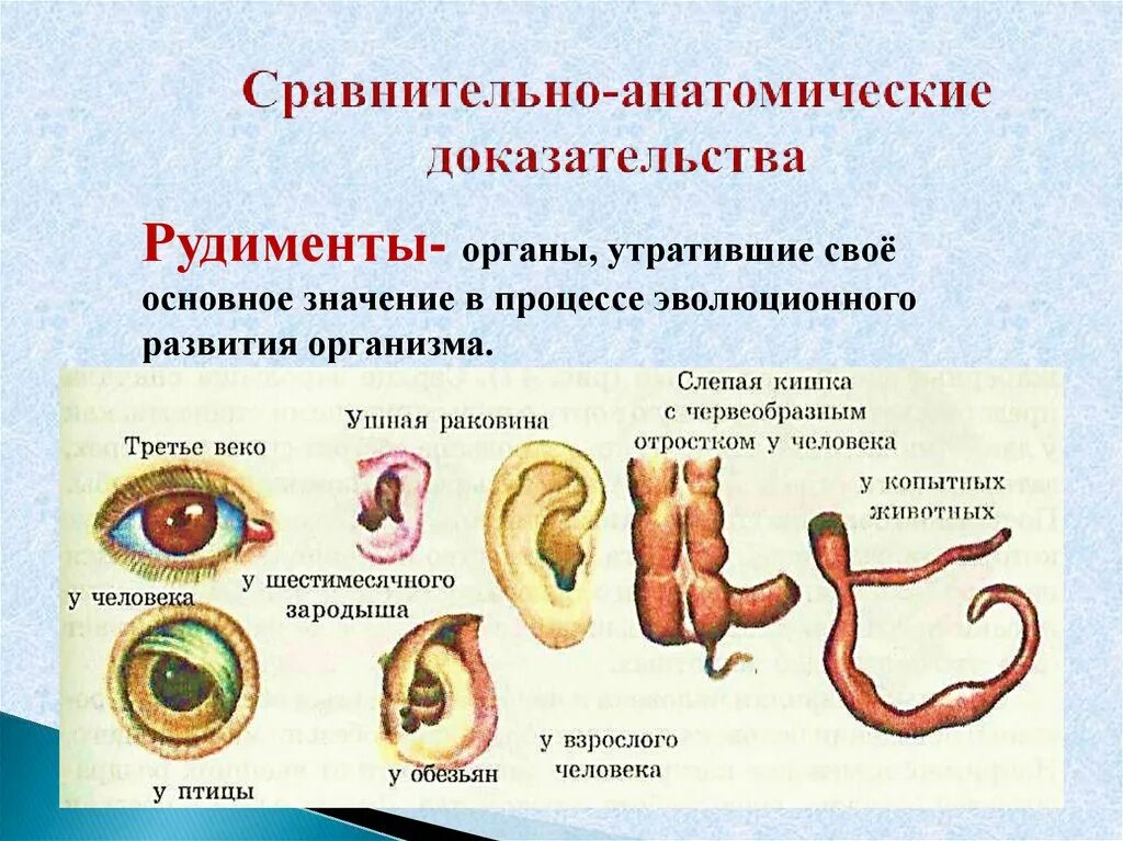 Каким образом рудименты и атавизмы доказывают. Сравнительно-анатомические доказательства эволюции. Рудименты сравнительно-анатомические доказательства. Сравнительно-анатомические доказательства эволюции рудименты. Срвнительноанотомические.