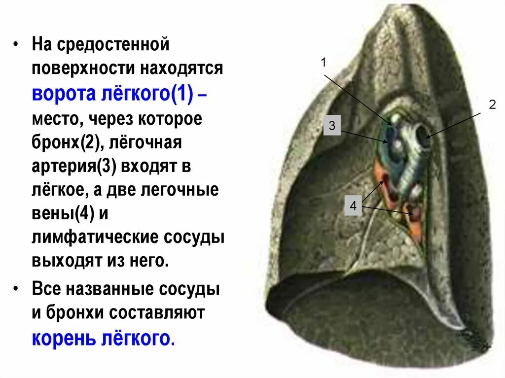 Ворота легкого образования. Строение правого корня легкого. Элементы корня легкого. Топография корня легкого. Структура корня легкого.