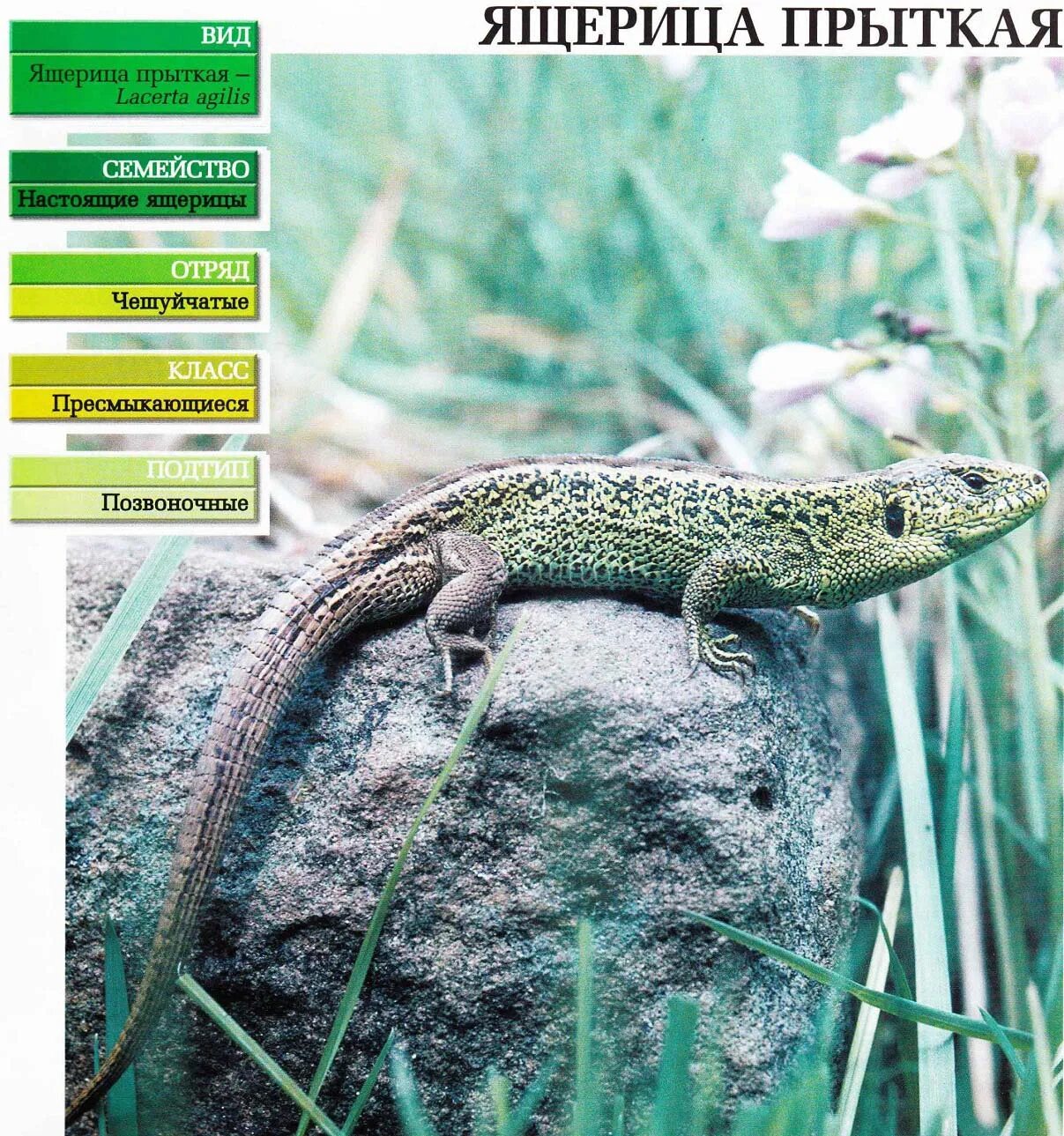 классификация ящерицы прыткой. систематика ящерицы прыткой. классификация ящерицы прыткой. систематическое положение пресмыкающихся. живородящая ящерица систематика.