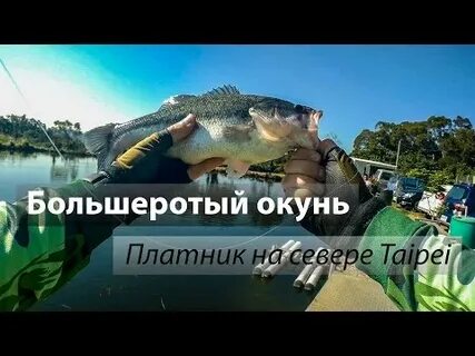 Легендарный большеротый окунь