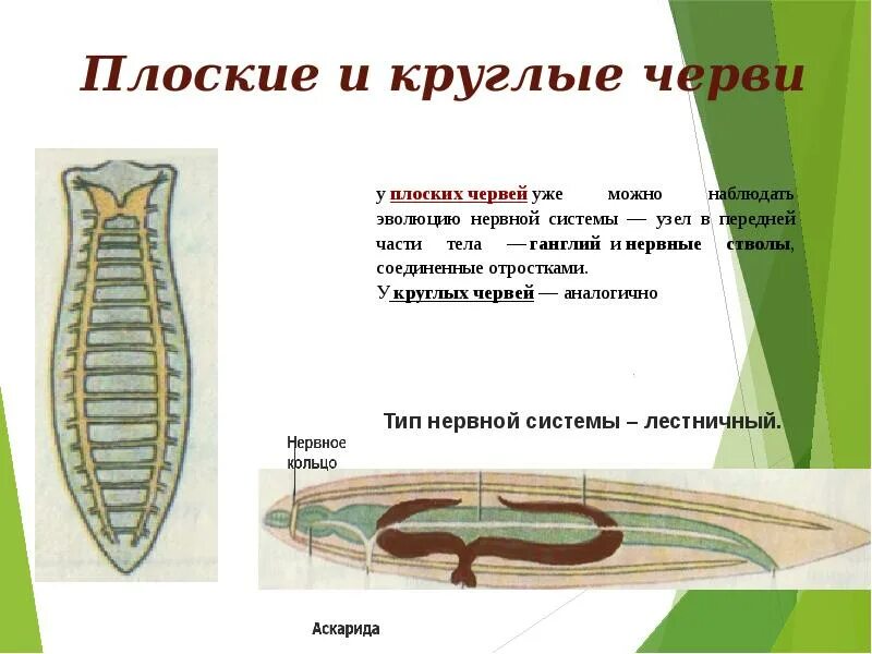 Черви покрыты кутикулой. Тип нервной системы у круглых червей. Тип плоские черви нервная система. Нервная система круглых червей. Нерва система круглых червей.