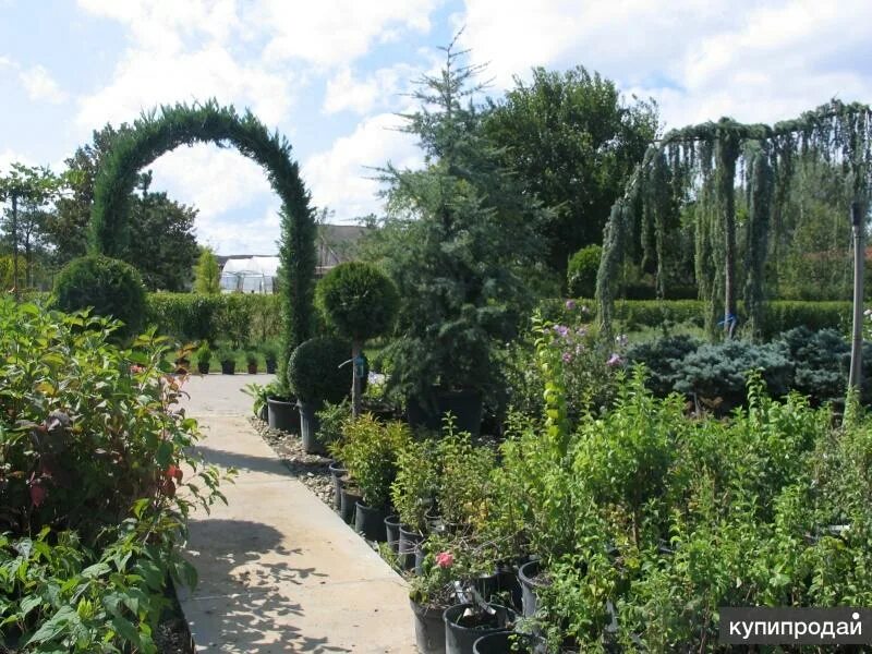 Garden plants питомник растений. Эко сад в крыму. Эко сад питомник растений арамиль. Декоративные деревья рус питомник. Питомник растений "сад эко".