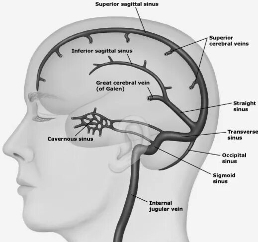 Поперечный синус головного мозга анатомия. Вены и синусы головного мозга. Венозные синусы головного мозга. Венозные синусы головного мозга схема. Гипоплазия правых синусов