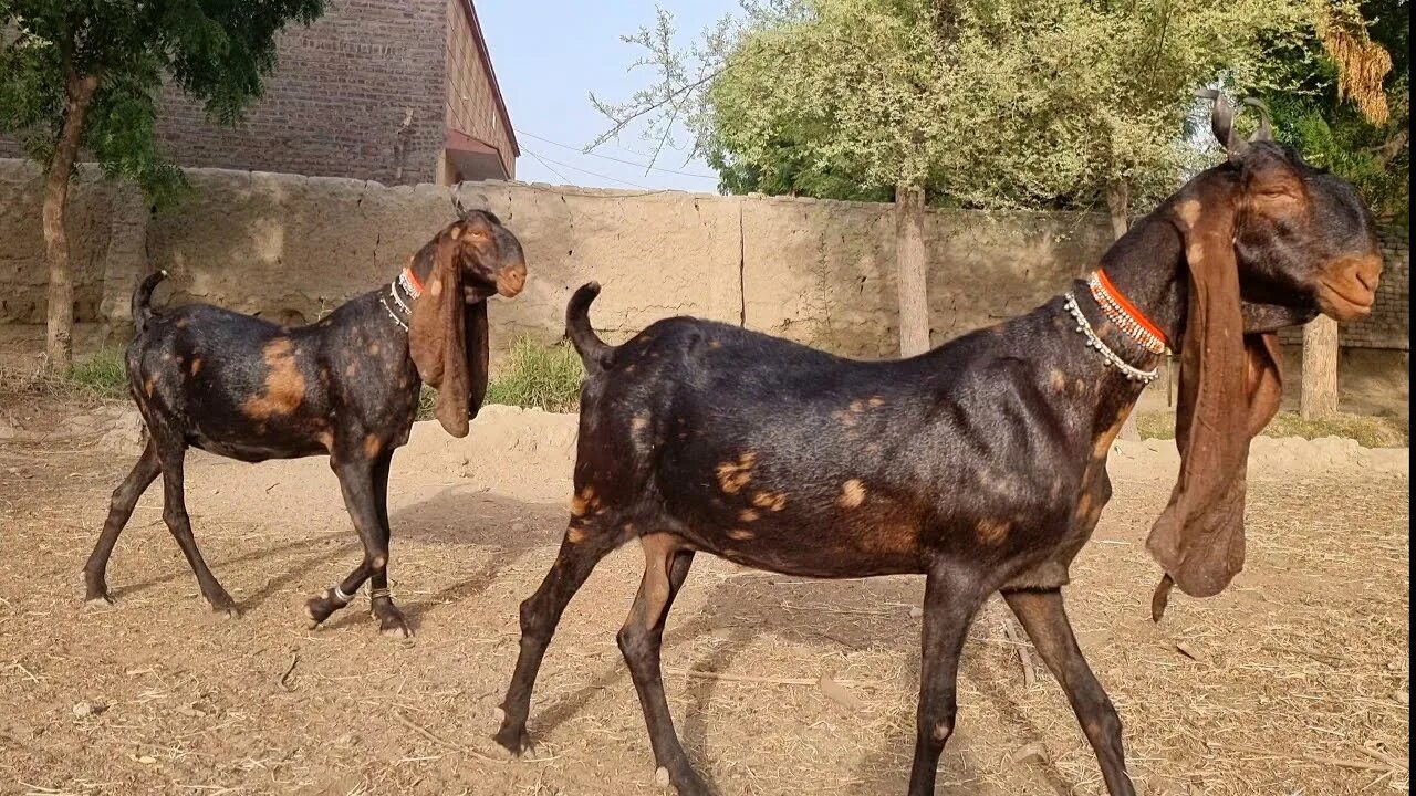 Камори- нубийские. Нубийские козы Камори. Камори козы Пакистана. Козлята Камори.