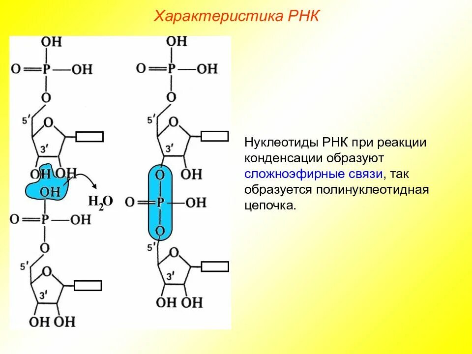 Сколько нуклеотидов содержит м рнк. РНК рибонуклеиновая кислота. Структура рибонуклеиновых кислот. Нуклеотид РНК связи. Рибонуклеиновая кислота формула.