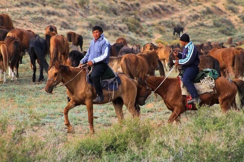 Традиции казахов связанные с лошадьми. Кочевники на лошадях. Кочевники и стадо лошадей. Киргизы скотоводство.