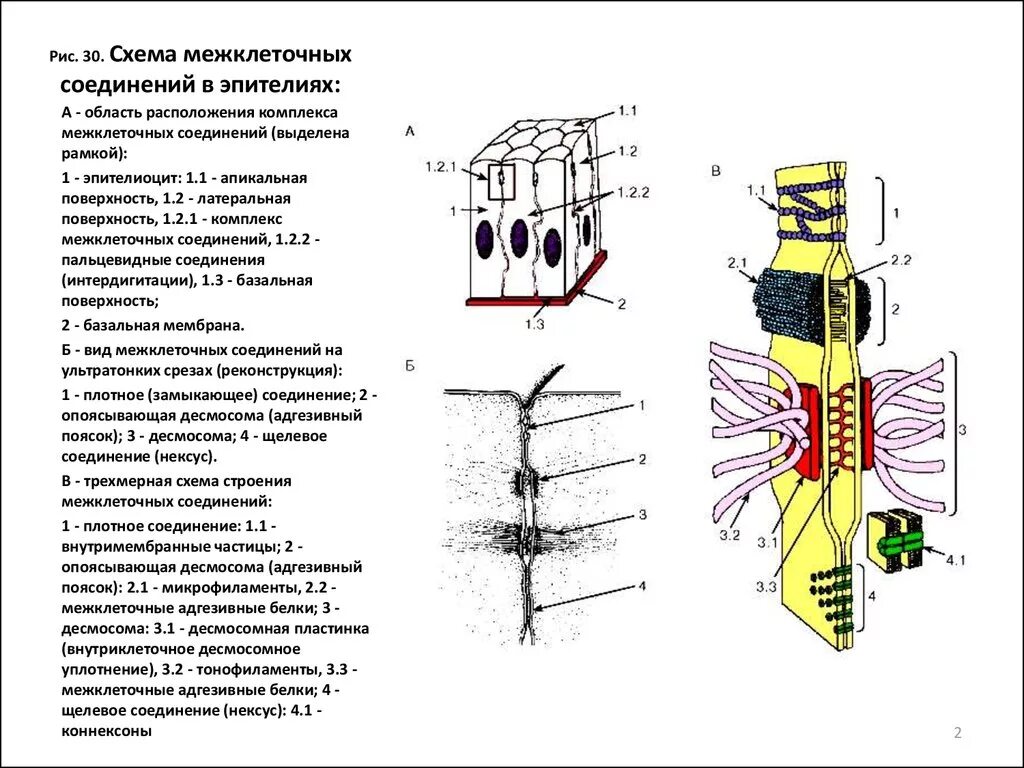 Схема строения межклеточных контактов гистология. Схема строения межклеточных контактов разных типов гистология. Схема межклеточных соединений в эпителиях. Типы межклеточных контактов схемы.