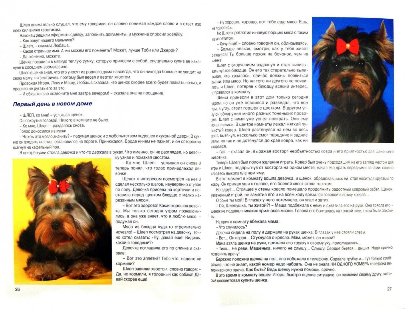 Что можно кушать йоркширскому терьеру