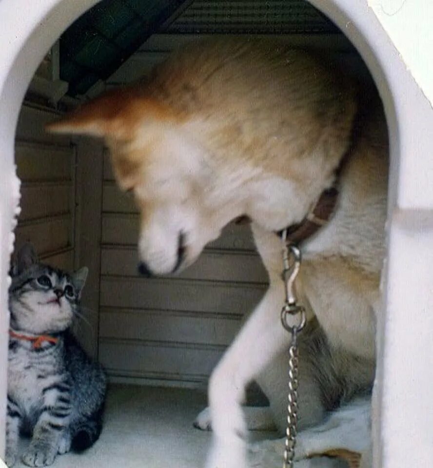 Будка для собаки и кошки. Кот и пес в будке. Кота выгнали. Кот прогнал собаку.
