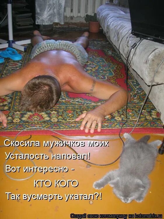 кошки создают уют и успокаивают нервы. завести кота. кошки успокаивают нервы. хочу завести кота. подобрали кота.