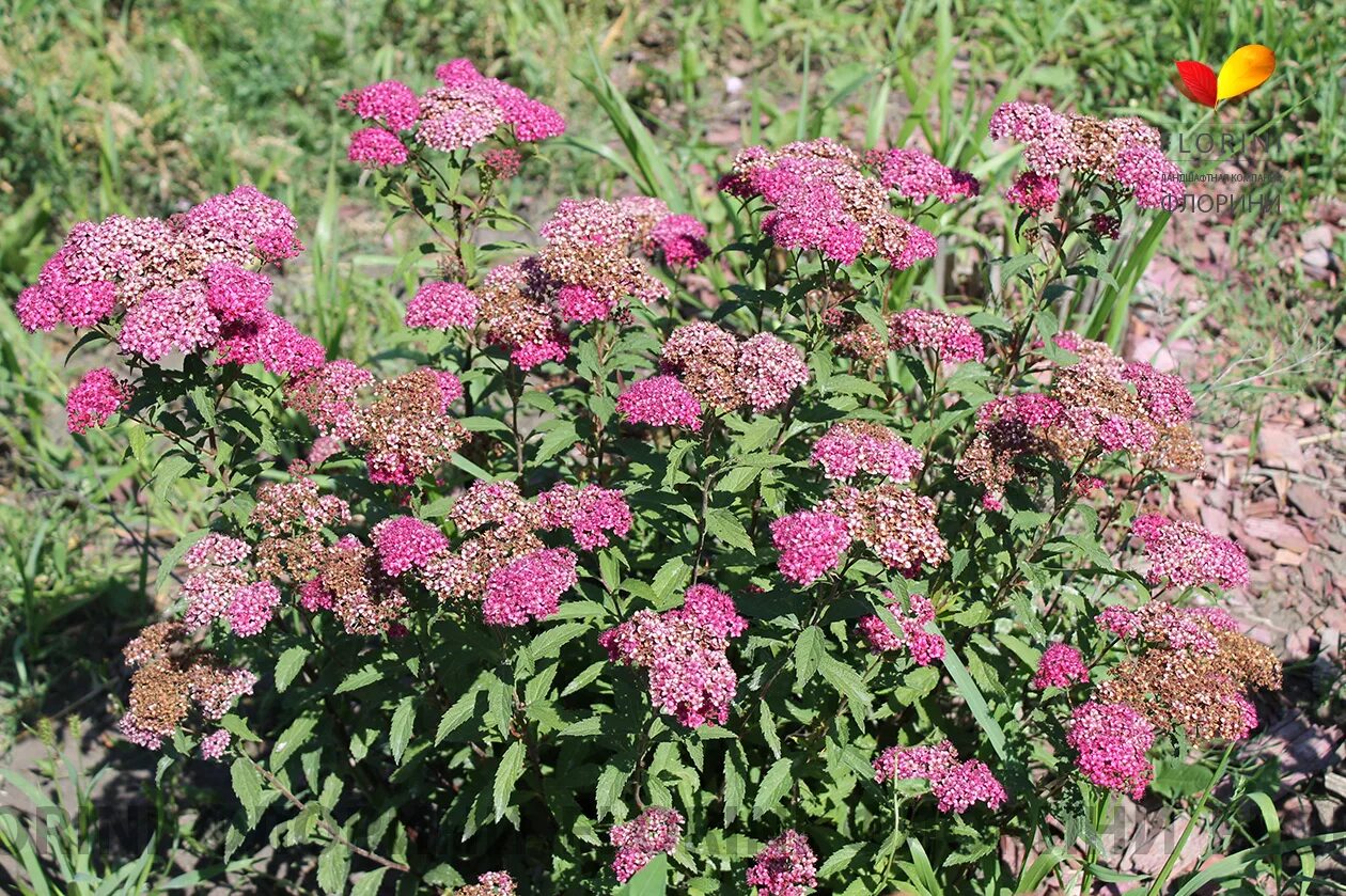 спирея бумальда антони ватерер. спирея японская энтони. спирея ватерер описание. спирея японская альбифлора. спирея бумальда anthony waterer / spiraea bumalda anthony waterer.
