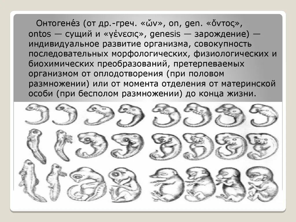 Онтогенез. Развитие онтогенеза. Онтогенез животных. Последовательное развитие организма. Онтогенез книги