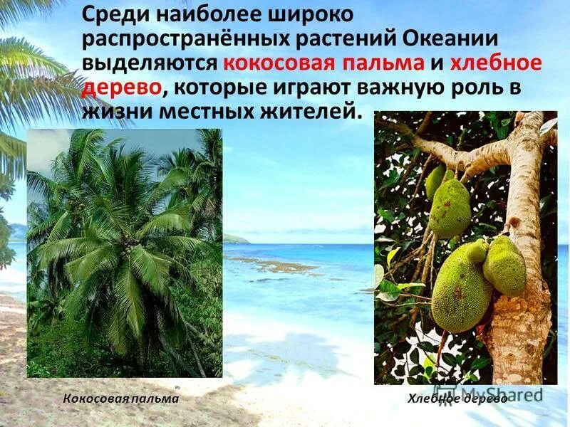 Природа океании презентация. Интересные факты об океании. Особенности природы океании. Интересные факты об океании. Природа океании презентация.