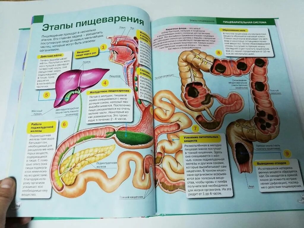 Энциклопедия организм человека. Энциклопедия человеческого тела. Человек. Энциклопедия. Наше тело книга. Как устроен другой человек