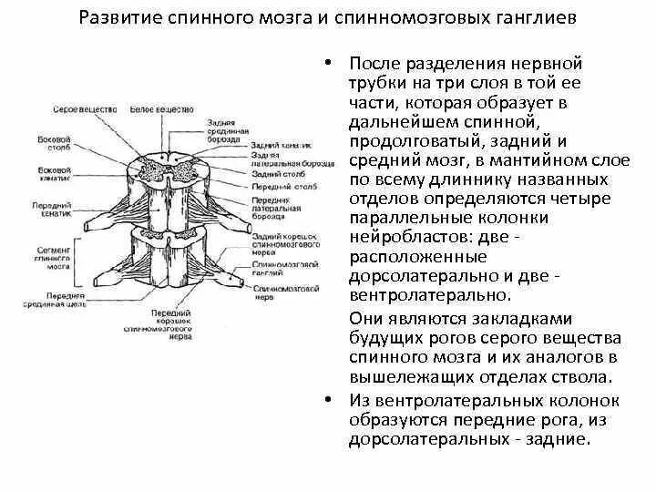 Развитие спинного мозга схема. Онтогенез спинного мозга. Онтогенез спинного и головного мозга, источники развития. Источник развития спинного мозга.