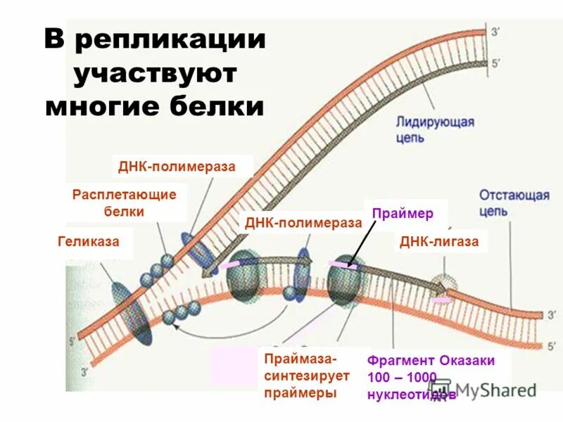 Ферменты которые необходимы для репликации. Ферменты которые необходимы для репликации. Ферменты участвующие в репликации и их функции. Ферменты репликации молекул днк функции. Репликация днк у прокариот кратко.