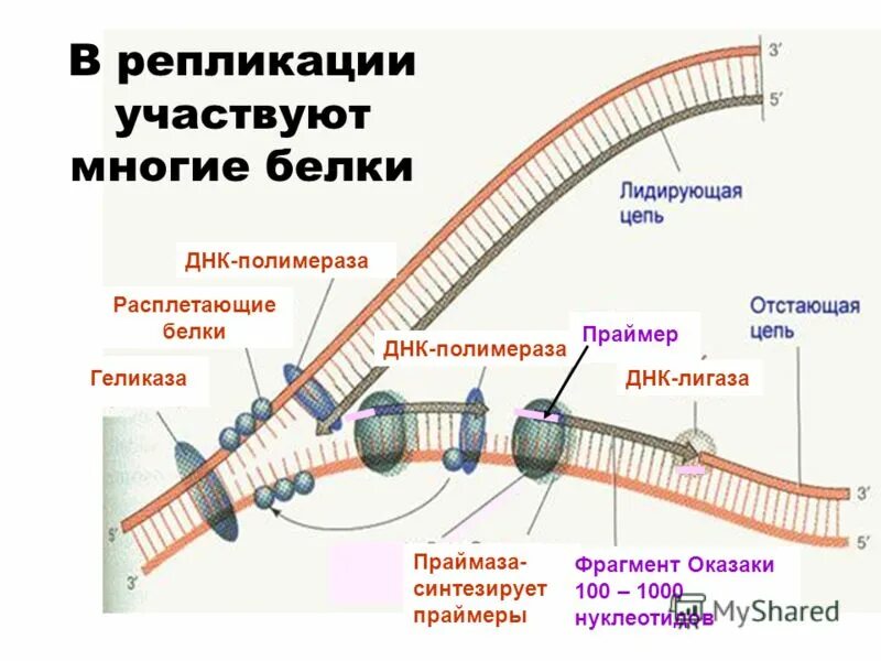 Праймаза в репликации ДНК. ДНК полимераза репликация ДНК. Репликация ДНК полимераза. Репликация ДНК ферменты Оказаки.