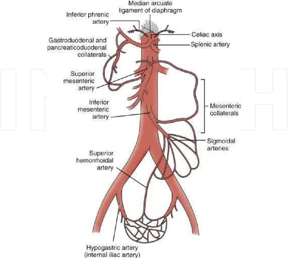 Награда цветов артерии. Артерии земли Геншин. Яичковая артерия анатомия. Цветы артерии. Коллатерали Шаффера.