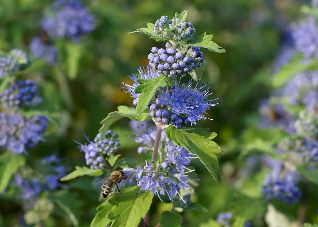 Ядовитое травянистое растение с синими цветами. АМЕТИСТКА голубая. Amethystea caerulea. Аметистея растение. Лекарственные растения сверху синие цветы.