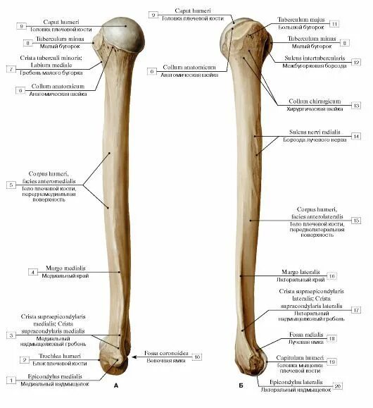 Плечевая кость латынь. Анатомия плечевой кости на латыни. Строение плечевой кости на латинском и русском. Анатомия плечевой кости человека Синельников. Плечевая кость, анатомические структуры..