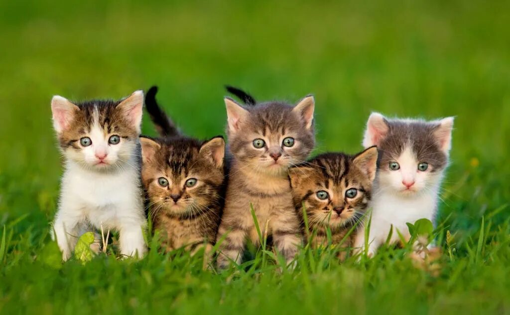 Группы про кошек. Много котят. Красивые котята. Кошки маленькие. Котята фото.