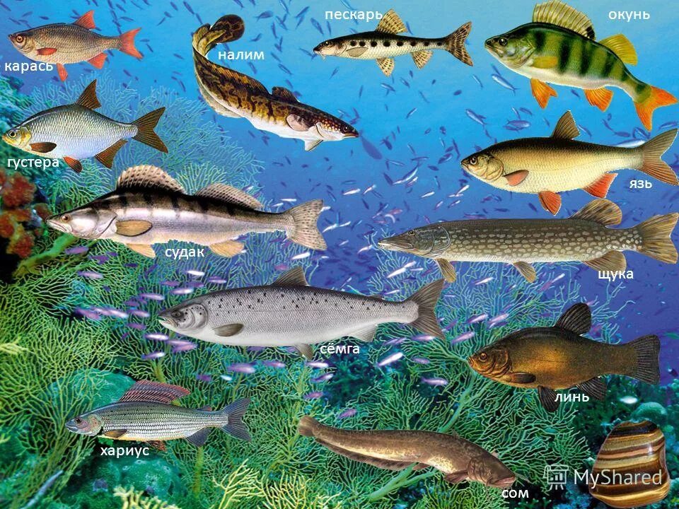 Налим щука окунь плотва. Рыбы обитающие в водоемах. Щука плотва окунь судак. Лещ судак окунь сом щука. Окунь, лещ язь щука.