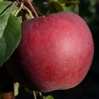 Яблони беларуси