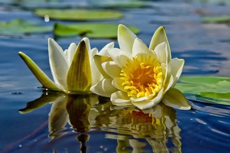 Free Images : blossom, flower, petal, bloom, botany, sacred lotus, aquatic plant