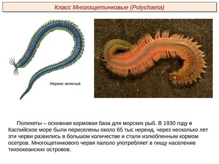 Почему многощетинковые получили такое название
