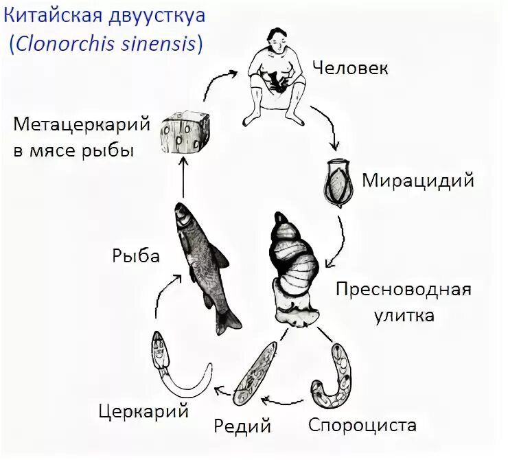 Схема жизненного цикла Clonorchis sinensis. Clonorchis sinensis цикл развития. Цикл развития китайского сосальщика. Схема жизненного цикла клонорха.