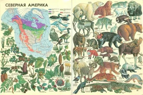 Атлас природы животные