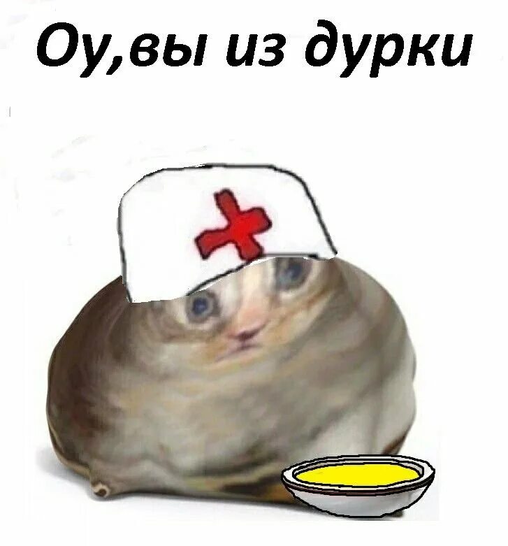 О вы из англии кот. Дурка мем. мемы с котиками. кот санитар из дурки. шиза мем.