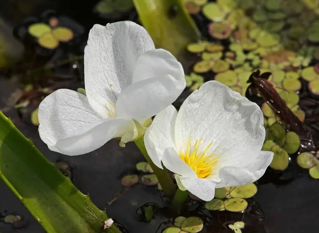 Белые цветы на прозрачном фоне. Двулистник грея. Гидрохоры растения. Белые почти прозрачные цветы водокраса застенчивые. Белые почти прозрачные цветы.