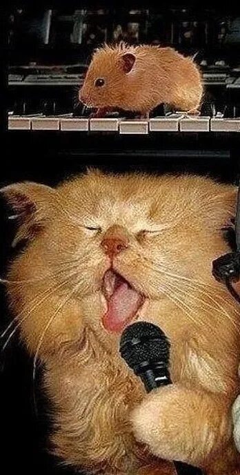 Кот поет в микрофон. Кот поет. Поющие коты. Кот поет Мем. Коты которые поют.