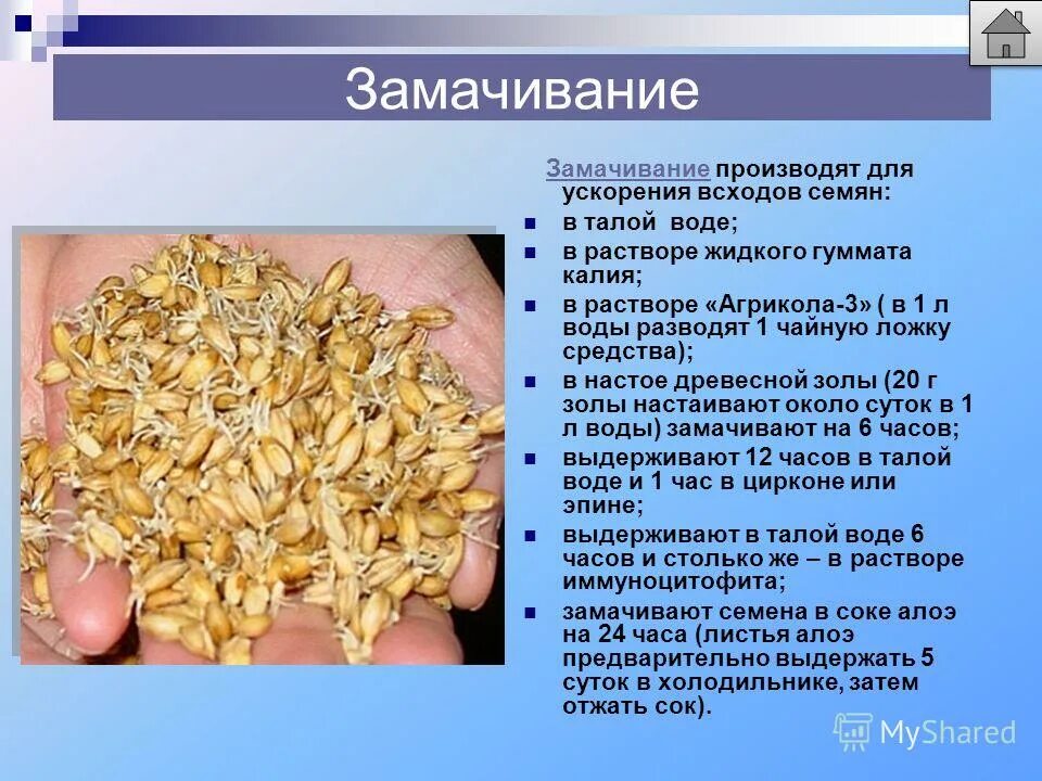 Чем обработать семена для всхожести. Подготовка семян к посеву. Способы подготовки семян. Способы подготовки семян овощных культур к посеву;. Подготовка семян к посеву сортировка.