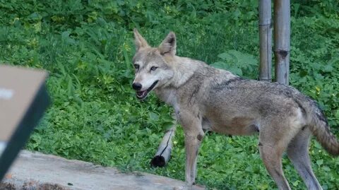 Шакал и волк