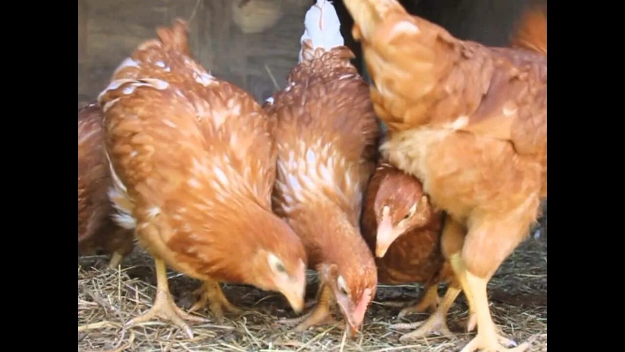 Куры молодки нижегородская область. Курица Несушка. Цыплята несушки. Месячная курица. Месячные цыплята несушки.