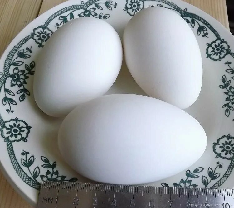 Сколько стоит десяток гусиных яиц. Гусыня и гусиное яйцо. Яйцо гусиное инкубационное.